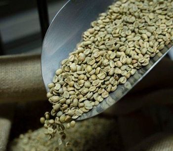 Premium Green Arabica Coffee Beans (Screen 18 / 16 / 14) | 100% Traceable Cooperative Supply - Farmers Cooperative Limited - Tanzania